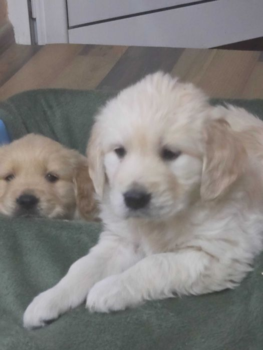 Голдън ретривър бебета