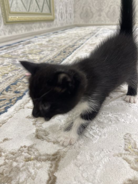 Скотиш страйт.      .
