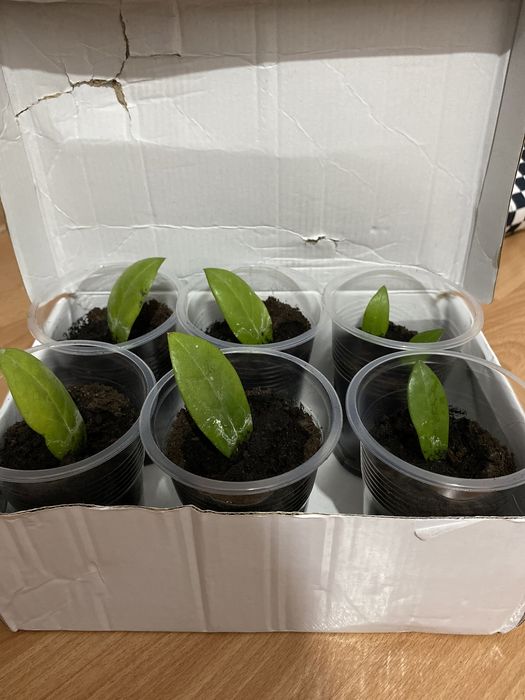 комнатные растения,долларовое дерево