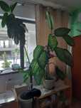 Plante exotice plantate in ghivece.Sunt mari, viguroase, spectaculoase