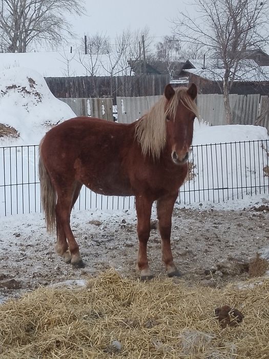 Продам коней по 500