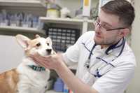 Ветеринарный врач Ветеринар на дом Выезд на дом чипирование эвтаназия