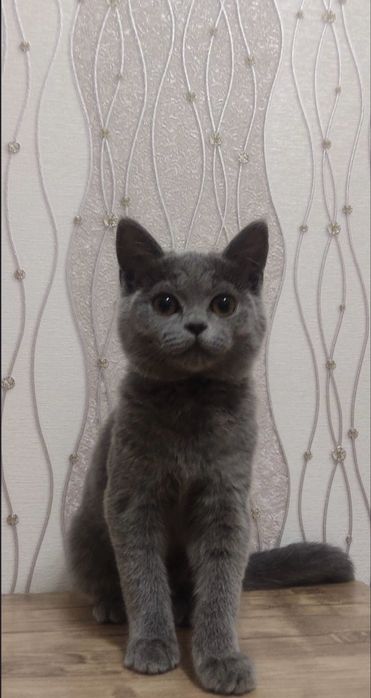 Mushuk  келишамиз