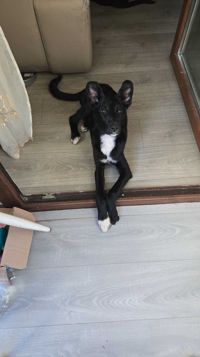 Catel cuminte, pentru adoptie