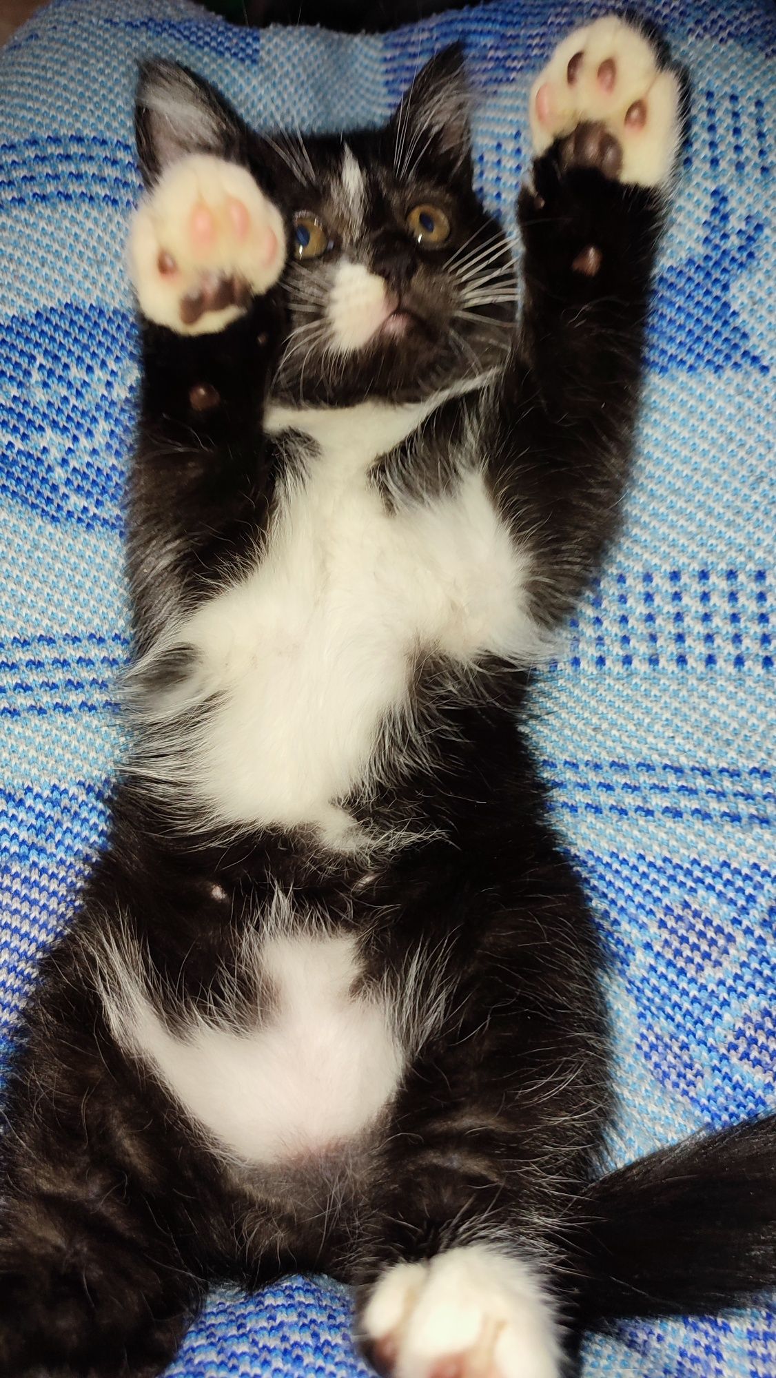 Котята от мамы британки мышеловки