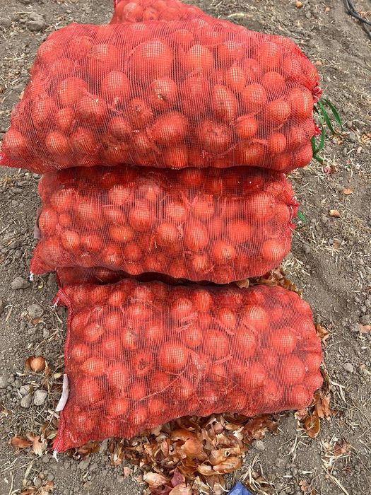 Лук репчатый с поля