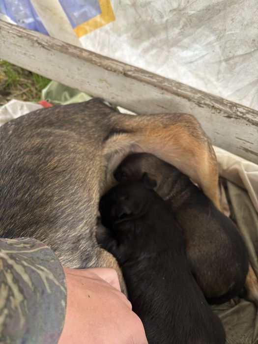 Кученца малка порода