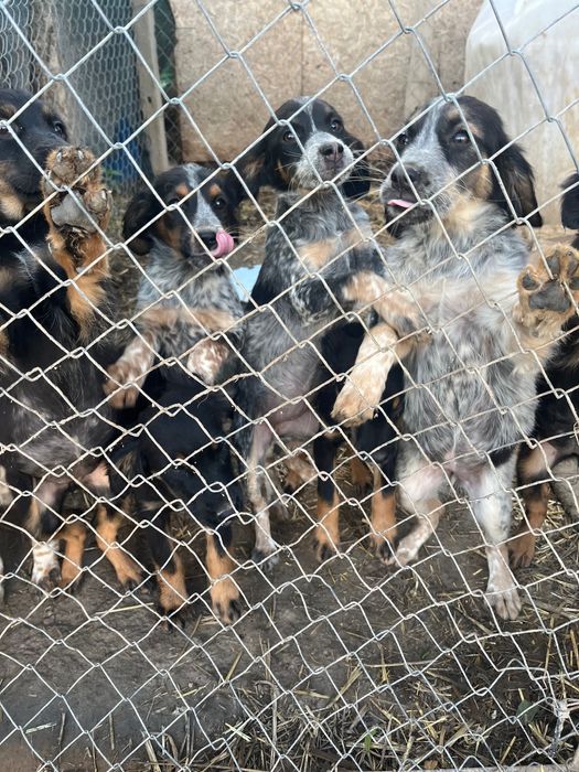 ПОДАРЯВАМ  малки кученца Епаньол Бретон