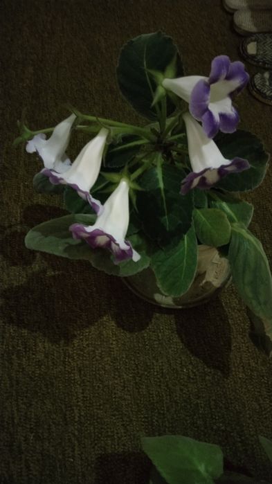 Глоксиния цветущая