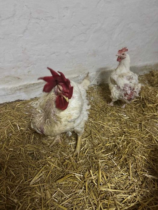 Gaini si cocosi de carne 4kg, 25lei bucata