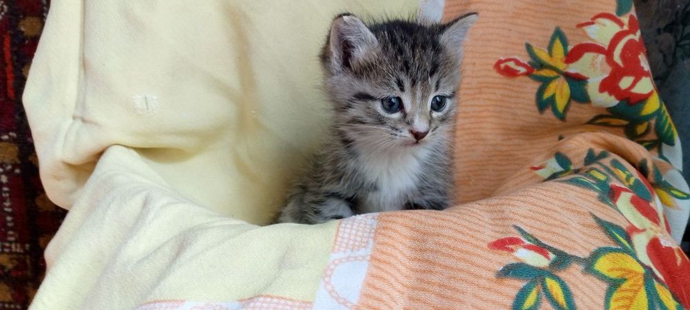 Пристраиваются котята в любящую семью