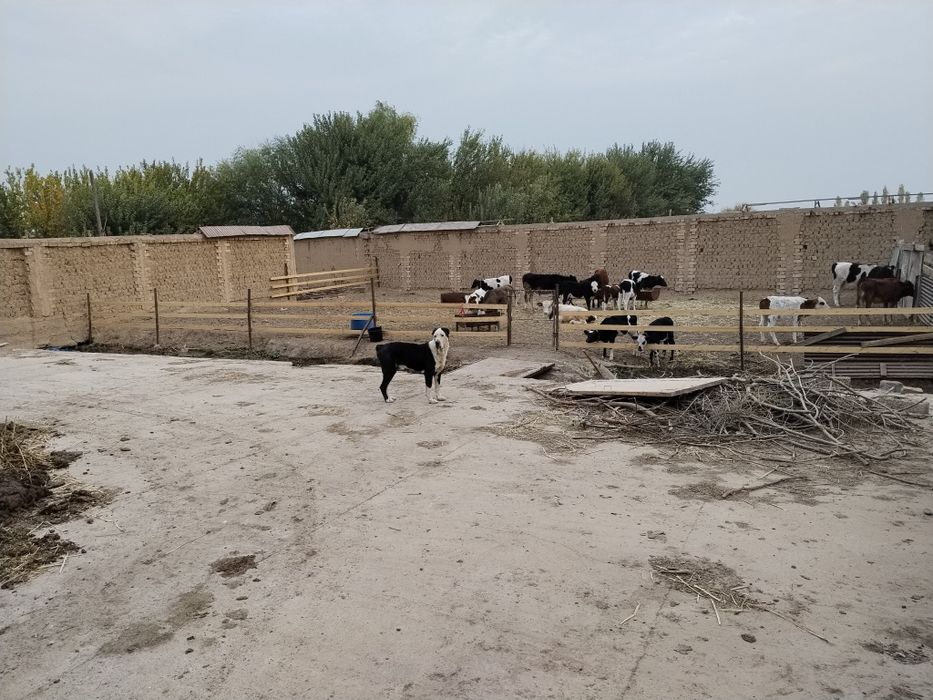 Kucuni zori bor h