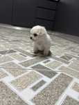 Bichon maltez mini toys