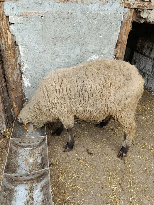 Vând miel tânăr, crescut natural (bio), ideal pentru pastramă!