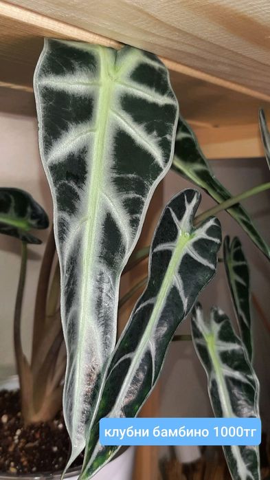 Алоказия бамбино