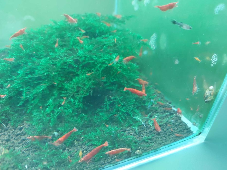 De vanzare Creveti Red Cherry