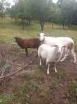 Berbec Friza Germana