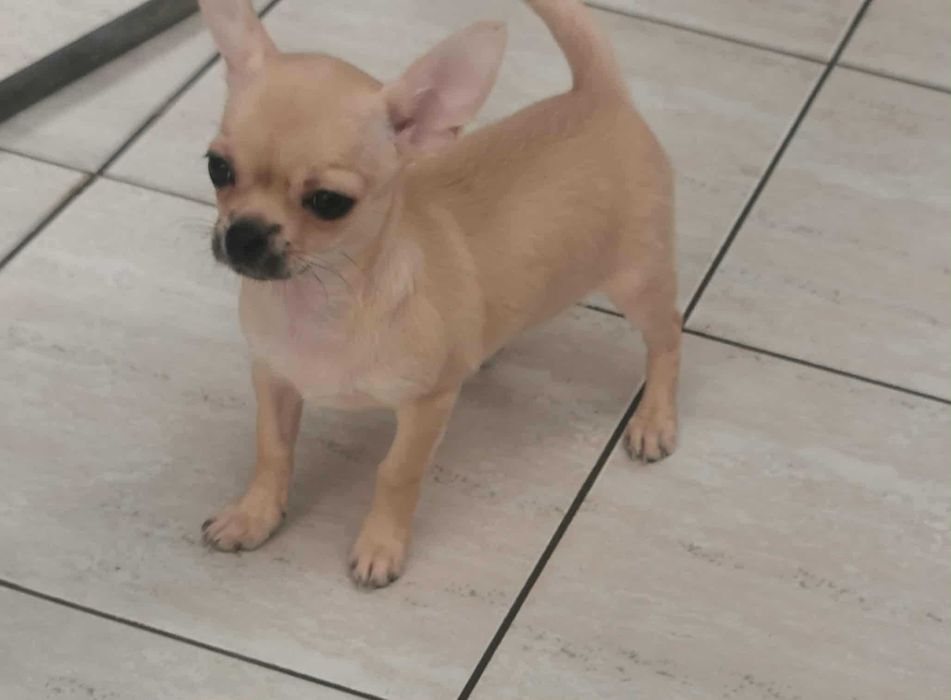 Чихуахуа ИСТИНСКИ - цени ХУБАВИ!!!