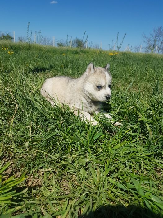 Băiețel Husky cu ochi albaștri
