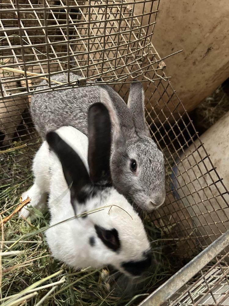 Vand iepuri mascul si femela