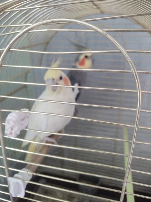 Продаются пара капелл