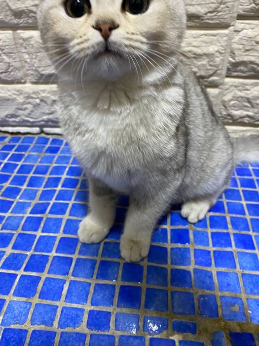 Zotdor Scottish fold sotiladi