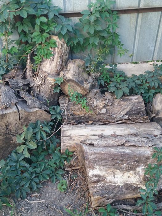 Дрова бесплатно, то есть даром