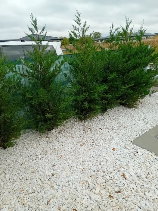 Vând chiparos leylandi pentru crearea unui gard viu