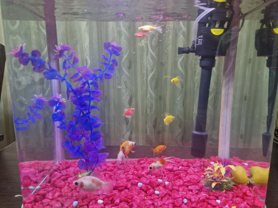 Akvarium+lampa+filtr+dekoratsiya+baliq