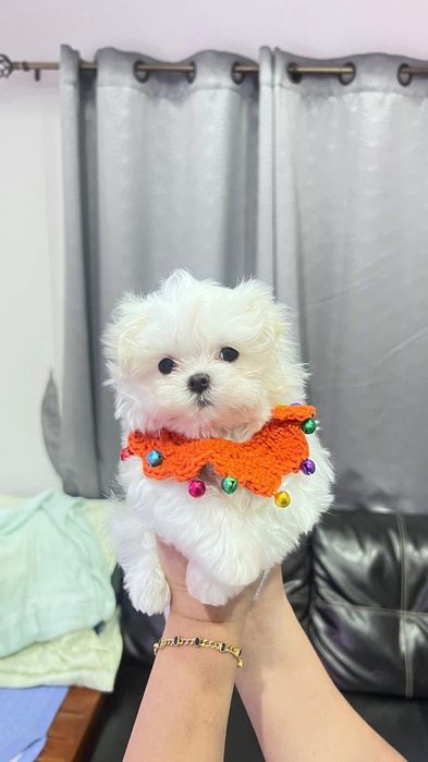 Bichon maltez mini toy