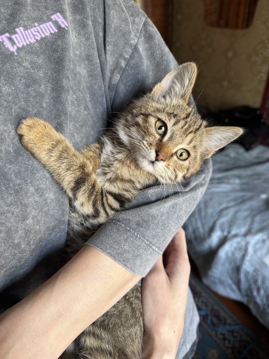 Ласковый котенок в добрые руки