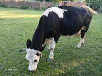 Vindem vaca holstein