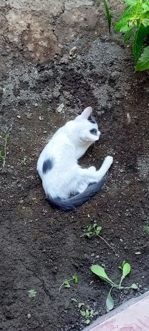 Дам котёнка в добрые руки
