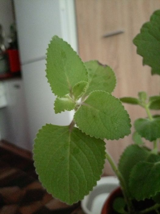 Мята королевская комнатная