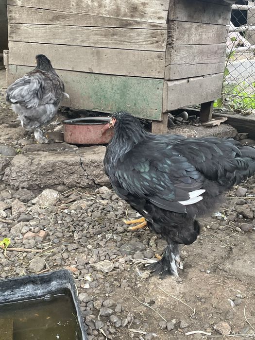 Brahma bobat pe negru
