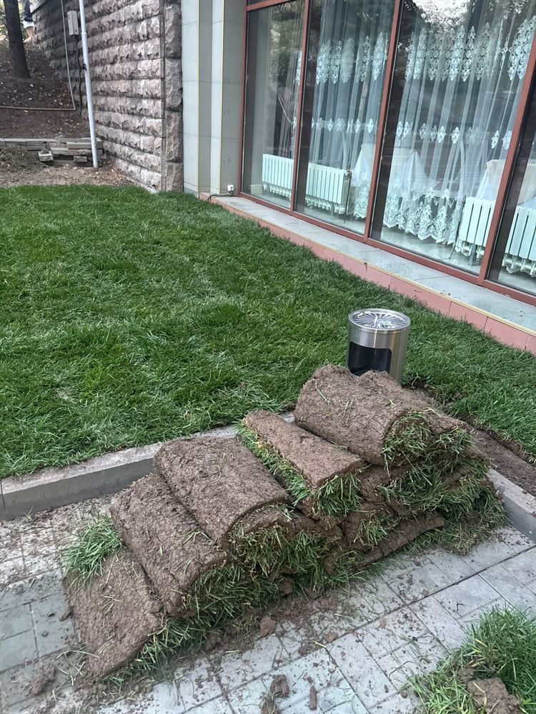 Живой Газон ДОСТАВКА ПО РК густой от питомника ЦЕНА ХОРОШАЯ
