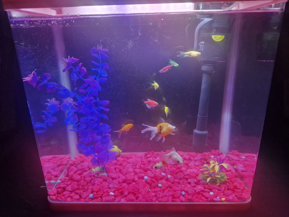 Akvarium+lampa+filtr+dekoratsiya+baliq