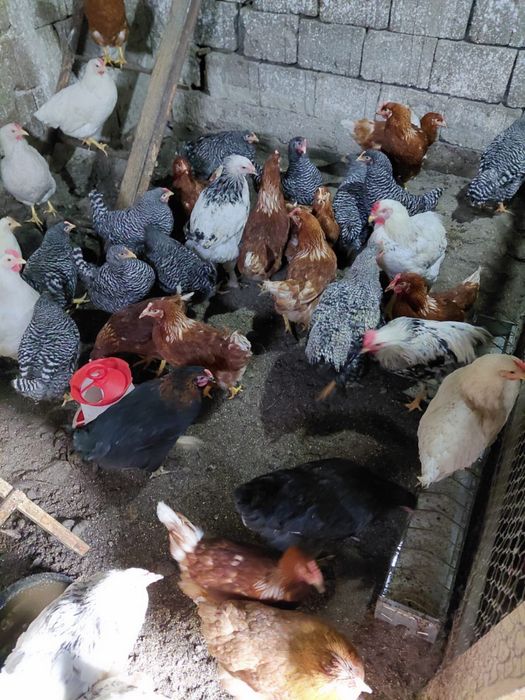 Vand pui de curca si gaina