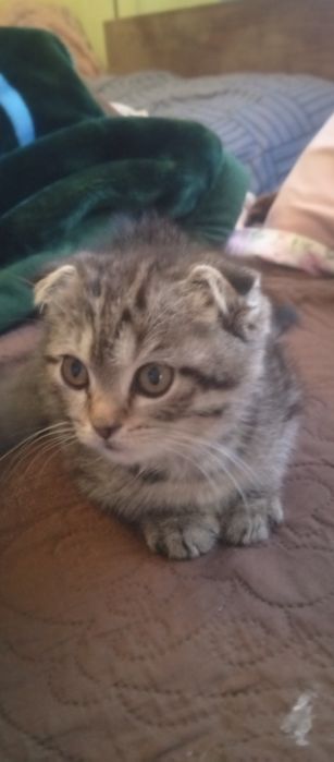 Продаются два котята мальчик и девочка веслаух скотишфулд британия