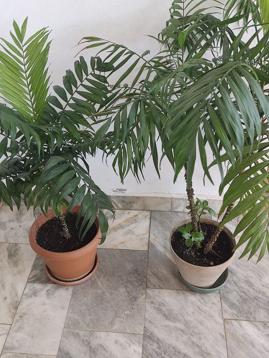 Салонна палма и Финикова палма