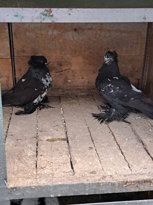 Porumbei uriaș maghiar