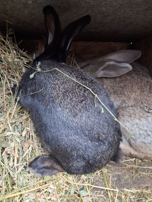 Iepuri tineri urias german 3-4 kg