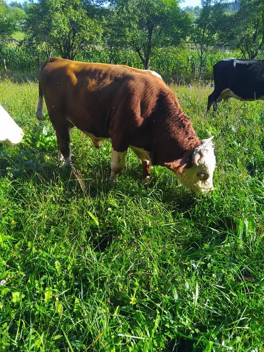 Vând taur rasa Bălțata Românească