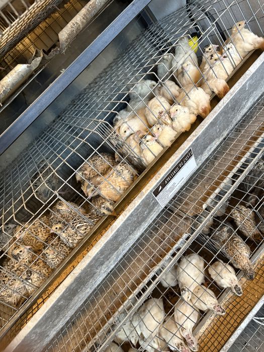 Disponibil prepelite tinere