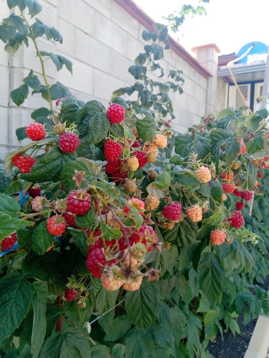 Расад малини сорт Люлин