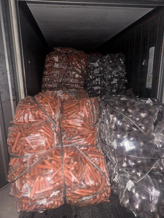 Sfecla roșie Sfecla noua 2025