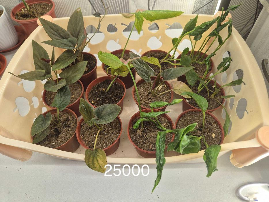 Продаётся комнатные цветы