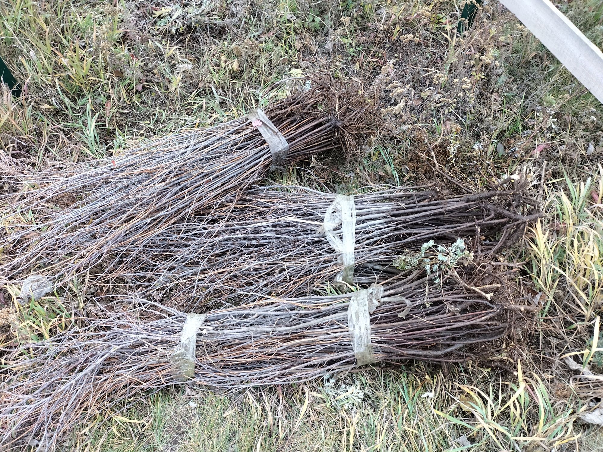 Живая изгородь,карагач, смородина, акация жёлтая