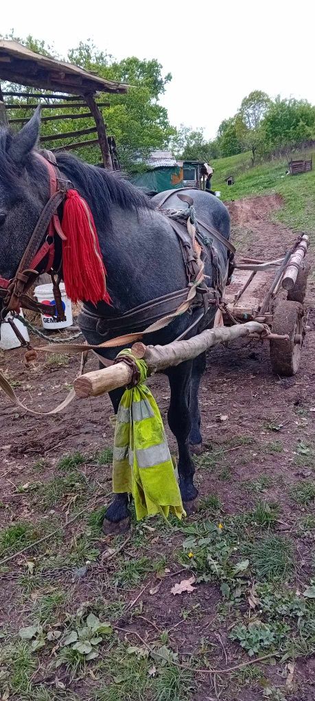 De vânzare mânz în vârstă de 2 ani.Localitatea Baia Sprie. Maramureș