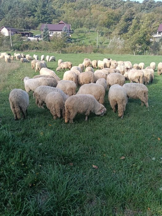 Oii de vânzare jud salaj